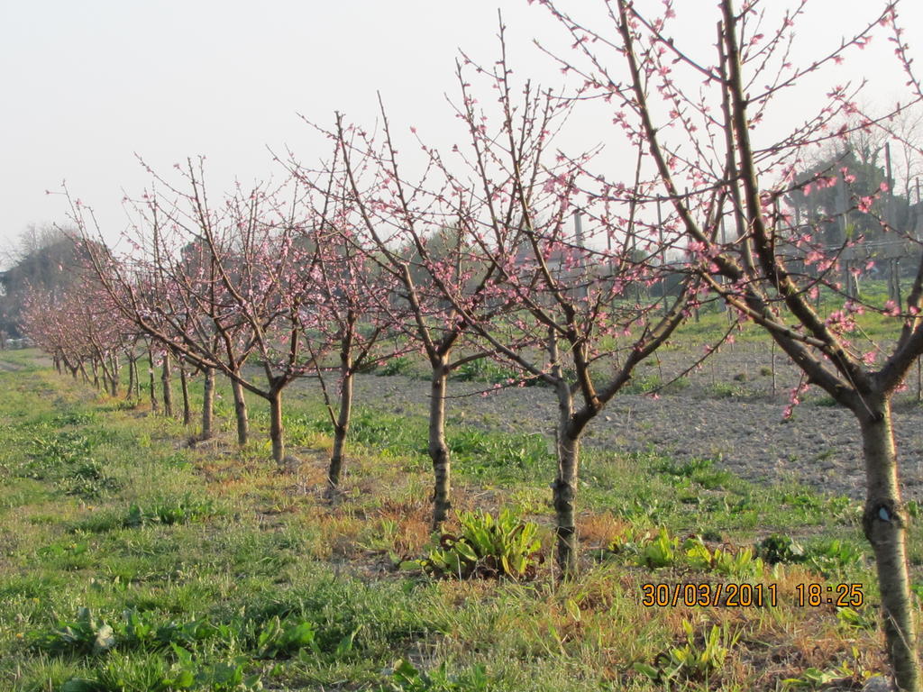 Agriturismo Ca' Baccan Cavallino-Treporti Eksteriør billede